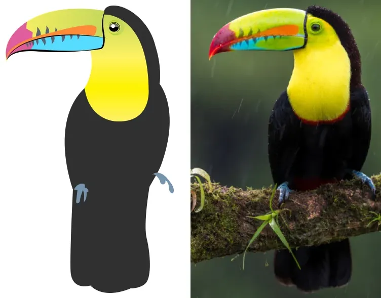 Photo d’un toucan à carène et dessin vectoriel réalisé à partir de cette référence
